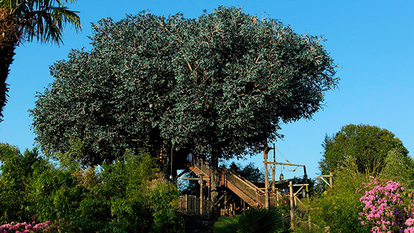 Atracción La Cabane des Robinson, Parque Disneyland